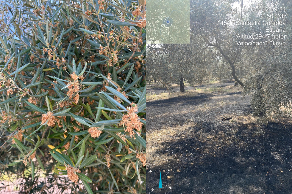 Asaja cordoba incendios pac ecorregimenes oleo100625