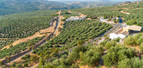 Olivar cordoba cooperativas agro alimentarias oleo130625