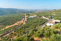 Olivar cordoba cooperativas agro alimentarias oleo130625