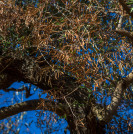 Xylella fastidiosa tesis ias csic oleo190625
