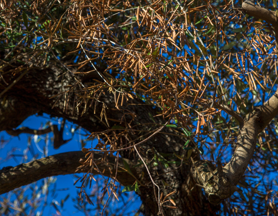 Xylella fastidiosa tesis ias csic oleo190625
