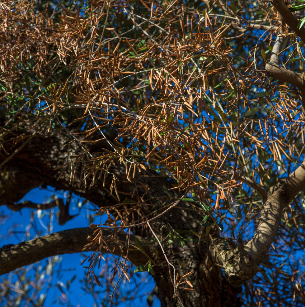 Xylella fastidiosa tesis ias csic oleo190625