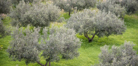 Olivar citoliva oleo200625