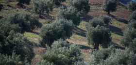 Go mountolive I olivar montana oleo250625