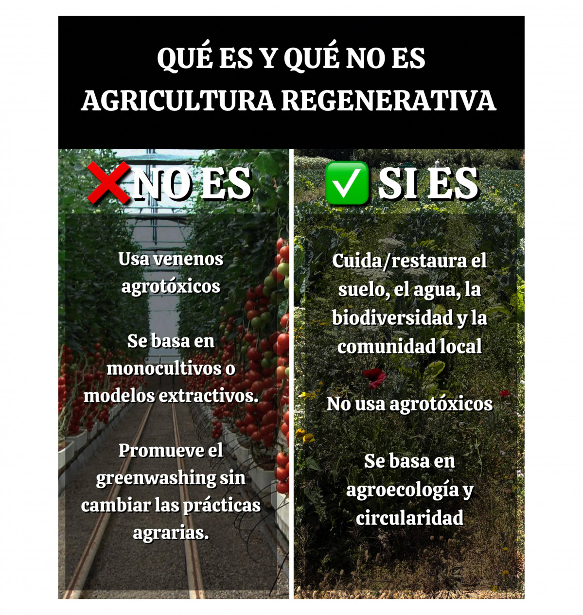 C3 greenwashing agricultura regenerativa seae oleo300625