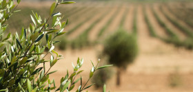 Olivos certificados carboliva resioliva oleo010725