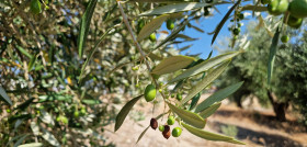 Letargo olivo verano dop sierra cazorla oleo040725