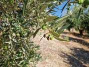 Letargo olivo verano dop sierra cazorla oleo040725