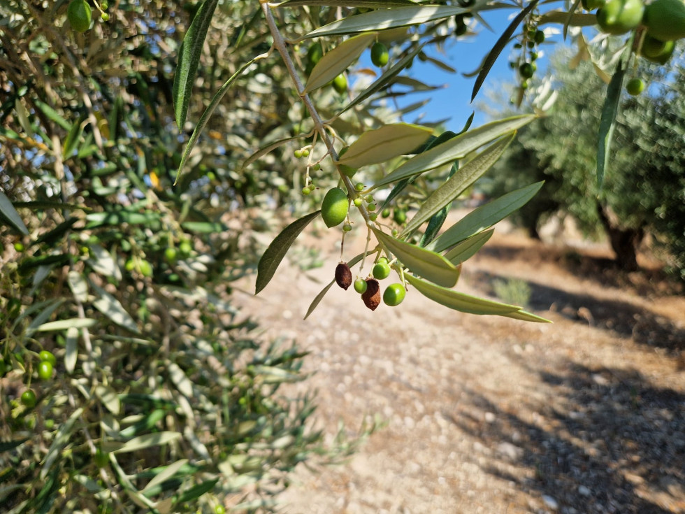 Letargo olivo verano dop sierra cazorla oleo040725