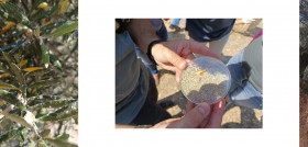 OLivar algodoncillo cooperativas go oleo080725