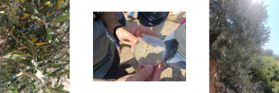 OLivar algodoncillo cooperativas go oleo080725