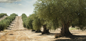 Olivos andalucia dia conservacion sueloi oleo080725