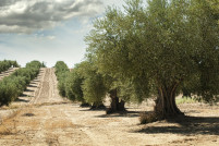 Olivos andalucia dia conservacion sueloi oleo080725