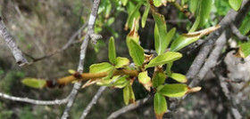 Xylella fastidiosa tesis ias csic oleo100725