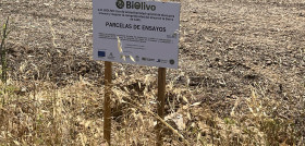 Parcela Ensayos GOBiolivo 201 oleo100725