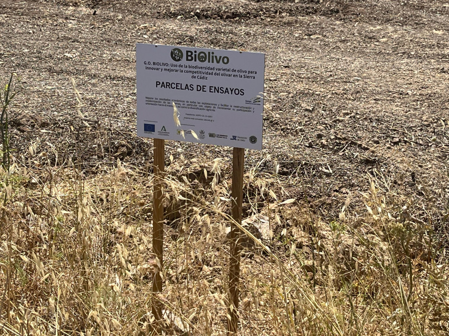 Parcela Ensayos GOBiolivo 201 oleo100725