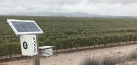 Entrevista plantae oleo201 Olivar Superintensivo 2   Cuidad Real oleo110725