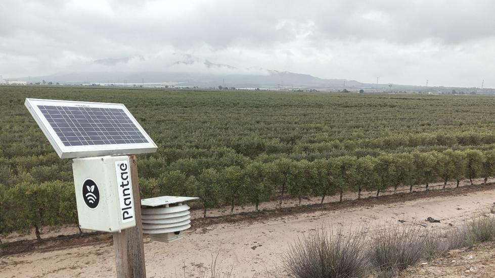 Entrevista plantae oleo201 Olivar Superintensivo 2   Cuidad Real oleo110725