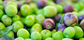 Trazabilidad extremadura aceituna dechreto oleo140725