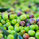 Trazabilidad extremadura aceituna dechreto oleo140725