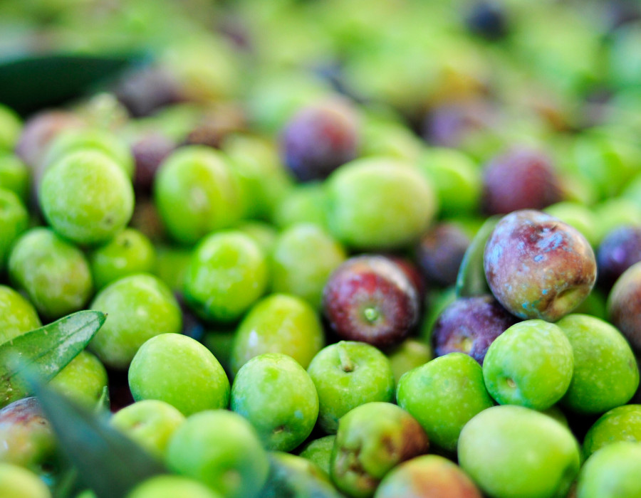 Trazabilidad extremadura aceituna dechreto oleo140725