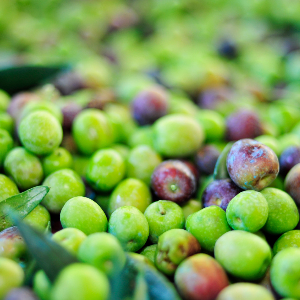 Trazabilidad extremadura aceituna dechreto oleo140725