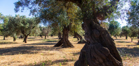 Curso unia olivar tradicional oleo140725