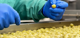 Repaso manual tras el clasificado tecnológico de aceituna de mesa vinaoliva 201 oleo140725