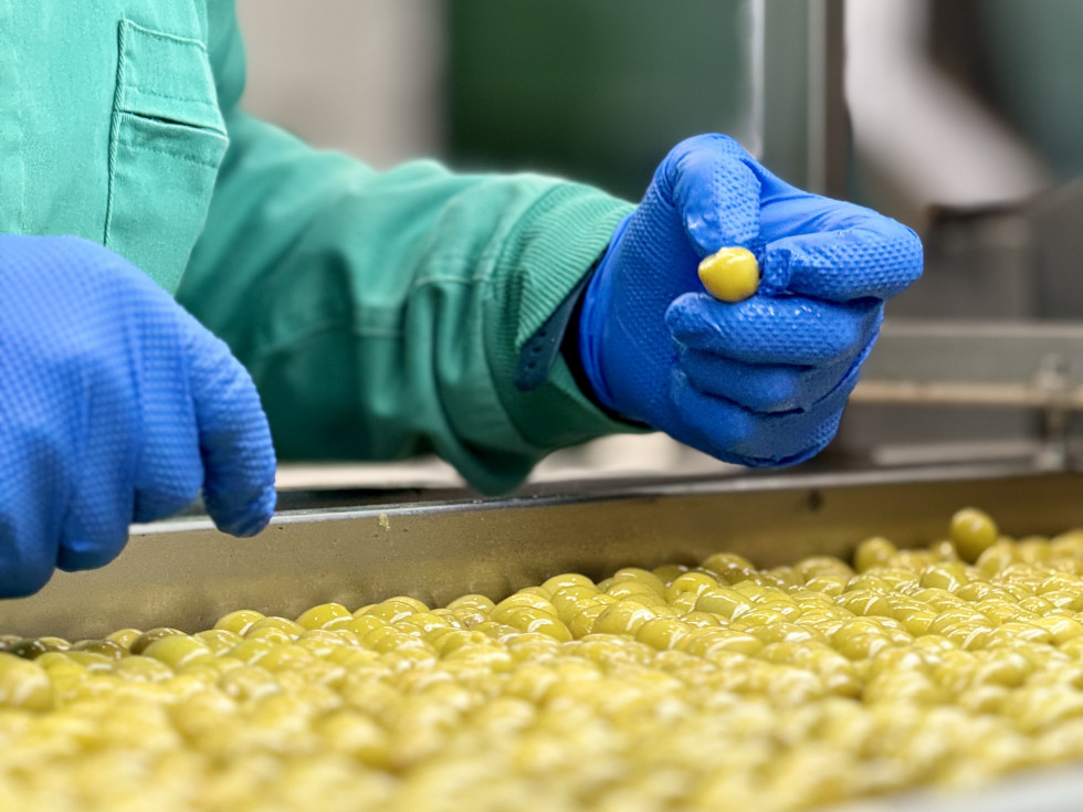 Repaso manual tras el clasificado tecnológico de aceituna de mesa vinaoliva 201 oleo140725