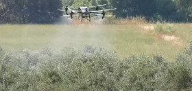 Drone mosca olivo fundacion jav oleo220725