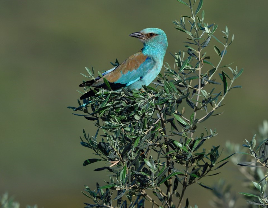 Carraca europea mgomez oleo250725