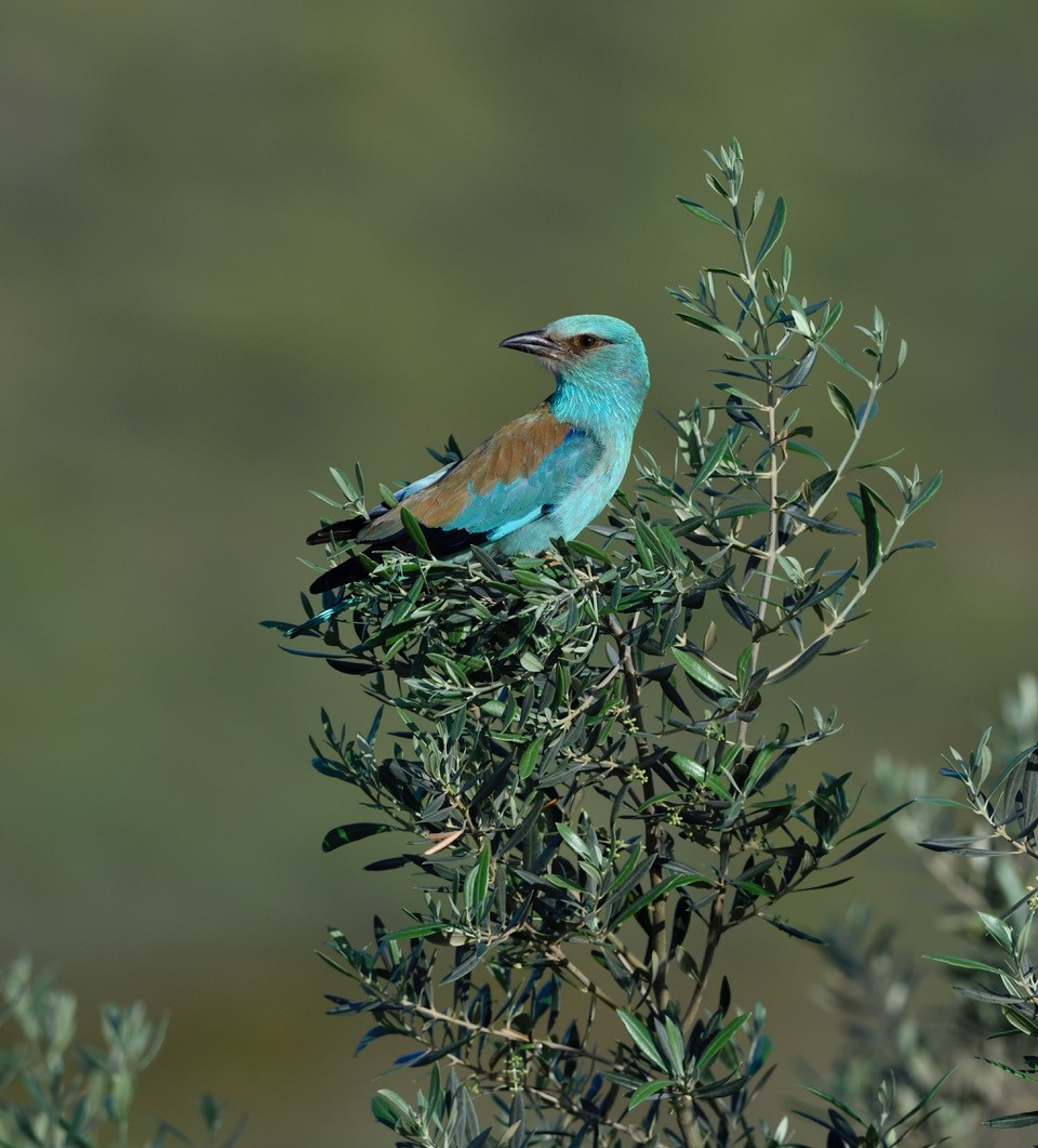 Carraca europea mgomez oleo250725