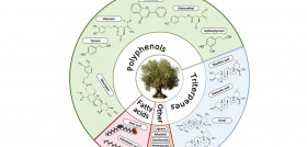 Foods microbiota aceituna foods oleo310725